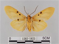 橙擬燈蛾藏品圖，第2張