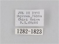 橙擬燈蛾藏品圖，第3張