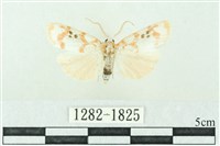 臺雪苔蛾藏品圖，第1張