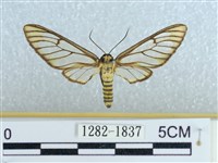 登錄號:001282-01837藏品圖，第1張