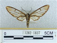 登錄號:001282-01837藏品圖，第2張