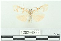 臺雪苔蛾藏品圖，第1張