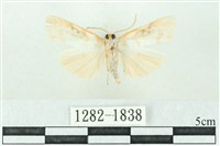 臺雪苔蛾藏品圖，第2張