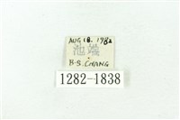 臺雪苔蛾藏品圖，第3張