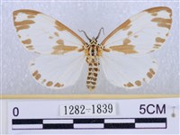 後凸蝶燈蛾藏品圖，第1張