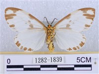 後凸蝶燈蛾藏品圖，第2張