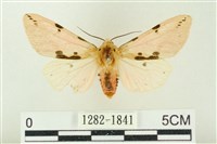 棍棒污燈蛾藏品圖，第1張