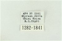 棍棒污燈蛾藏品圖，第3張