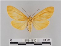 橙擬燈蛾藏品圖，第1張