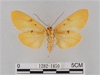 橙擬燈蛾藏品圖，第2張