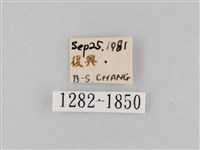 橙擬燈蛾藏品圖，第3張