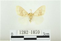 寬紋黃毒蛾藏品圖，第1張