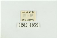 寬紋黃毒蛾藏品圖，第3張