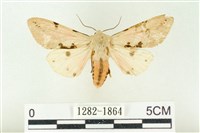 棍棒污燈蛾藏品圖，第1張