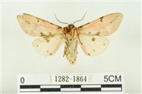 棍棒污燈蛾藏品圖，第2張