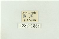 棍棒污燈蛾藏品圖，第3張