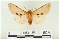 棍棒污燈蛾藏品圖，第1張