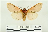 棍棒污燈蛾藏品圖，第2張