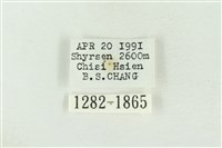 棍棒污燈蛾藏品圖，第3張