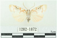 臺雪苔蛾藏品圖，第1張