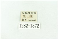 臺雪苔蛾藏品圖，第3張