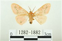 三條橙燈蛾藏品圖，第1張