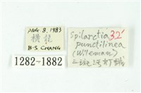 三條橙燈蛾藏品圖，第3張