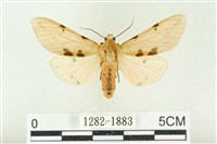 棍棒污燈蛾藏品圖，第1張