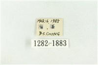 棍棒污燈蛾藏品圖，第3張