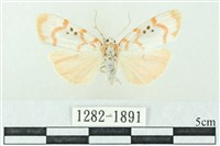 臺雪苔蛾藏品圖，第1張