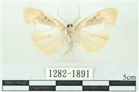 臺雪苔蛾藏品圖，第2張