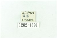 臺雪苔蛾藏品圖，第3張