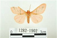 三條橙燈蛾藏品圖，第1張