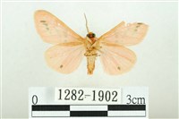 三條橙燈蛾藏品圖，第2張