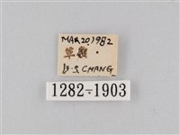橙擬燈蛾藏品圖，第3張