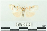 臺雪苔蛾藏品圖，第1張