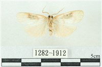 臺雪苔蛾藏品圖，第2張