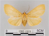 橙擬燈蛾藏品圖，第1張