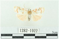 臺雪苔蛾藏品圖，第1張