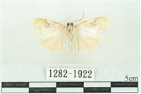 臺雪苔蛾藏品圖，第2張