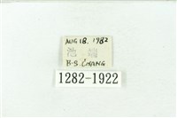 臺雪苔蛾藏品圖，第3張