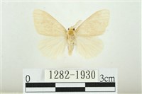 寬紋黃毒蛾藏品圖，第1張