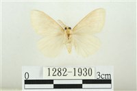 寬紋黃毒蛾藏品圖，第2張