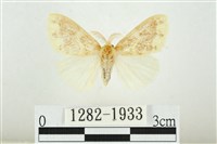 寬紋黃毒蛾藏品圖，第1張