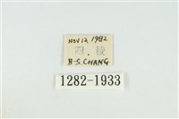 寬紋黃毒蛾藏品圖，第3張