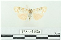 臺雪苔蛾藏品圖，第1張