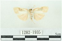 臺雪苔蛾藏品圖，第2張