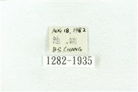 臺雪苔蛾藏品圖，第3張