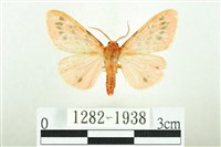 三條橙燈蛾藏品圖，第1張