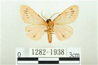 三條橙燈蛾藏品圖，第2張